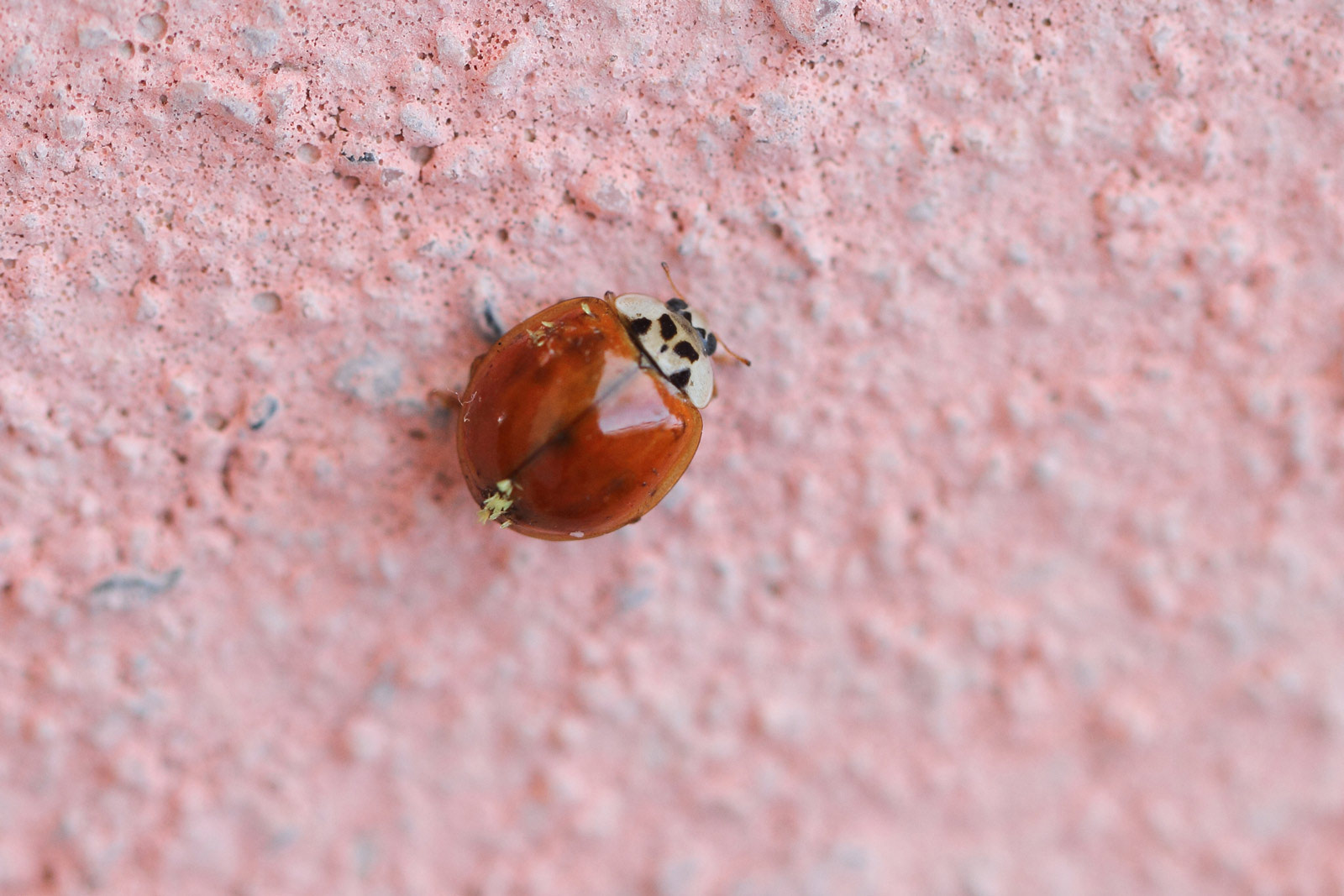 Coccinella Harmonia axyridis parassitata da fungo